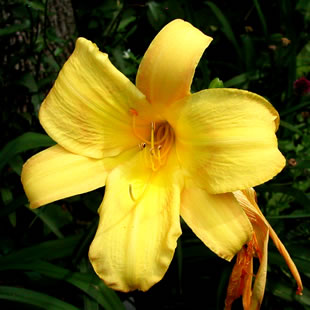 Hemerocallis Hillsdale